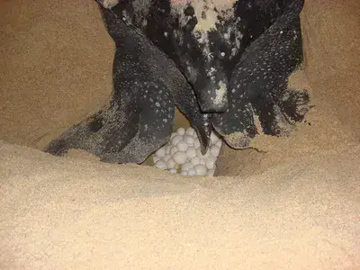 Midnight Turtle Trip